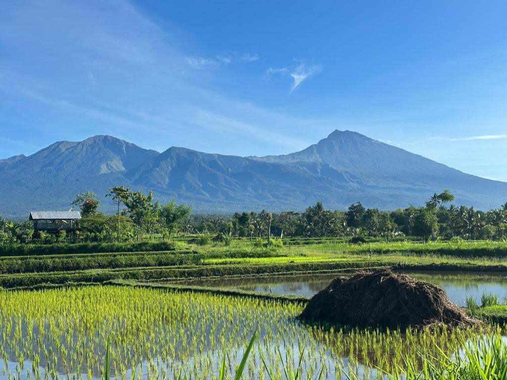 New Rinjani Homestay Tetebatu Exterior foto