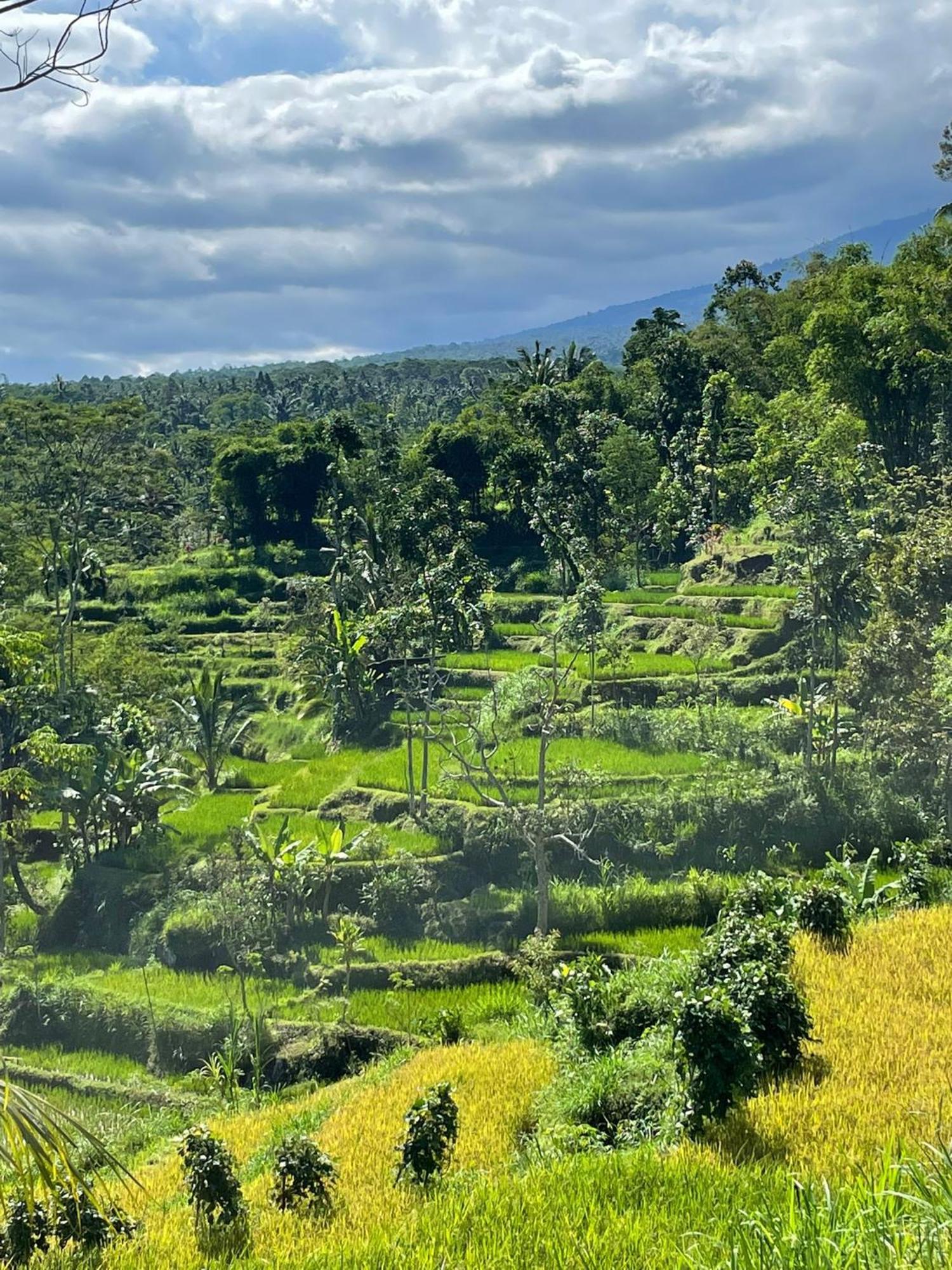 New Rinjani Homestay Tetebatu Exterior foto