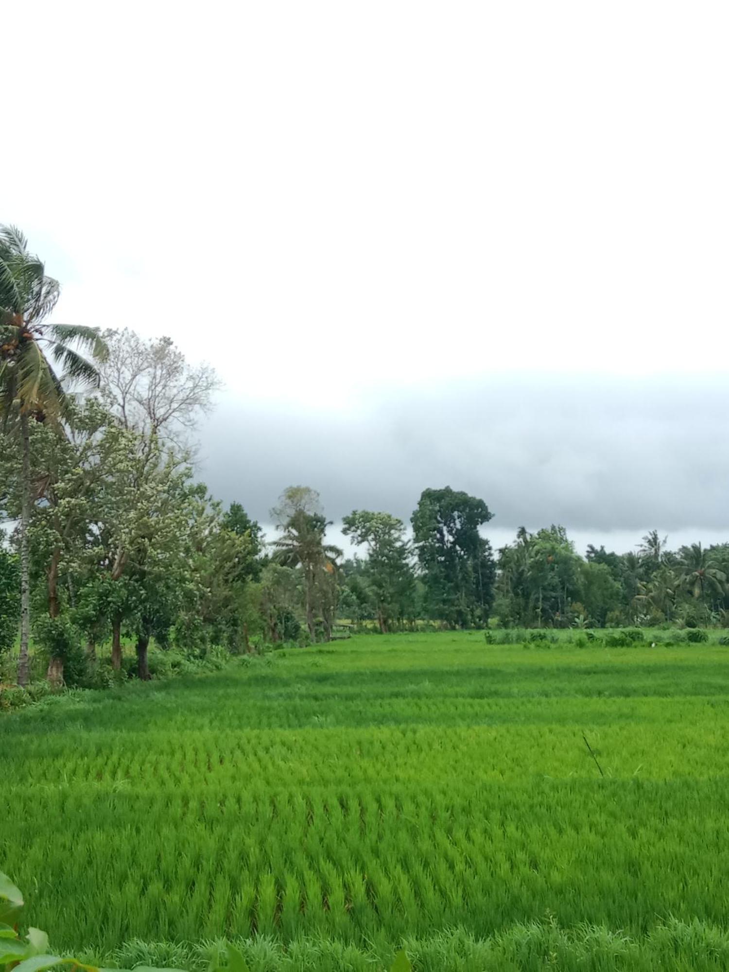 New Rinjani Homestay Tetebatu Exterior foto